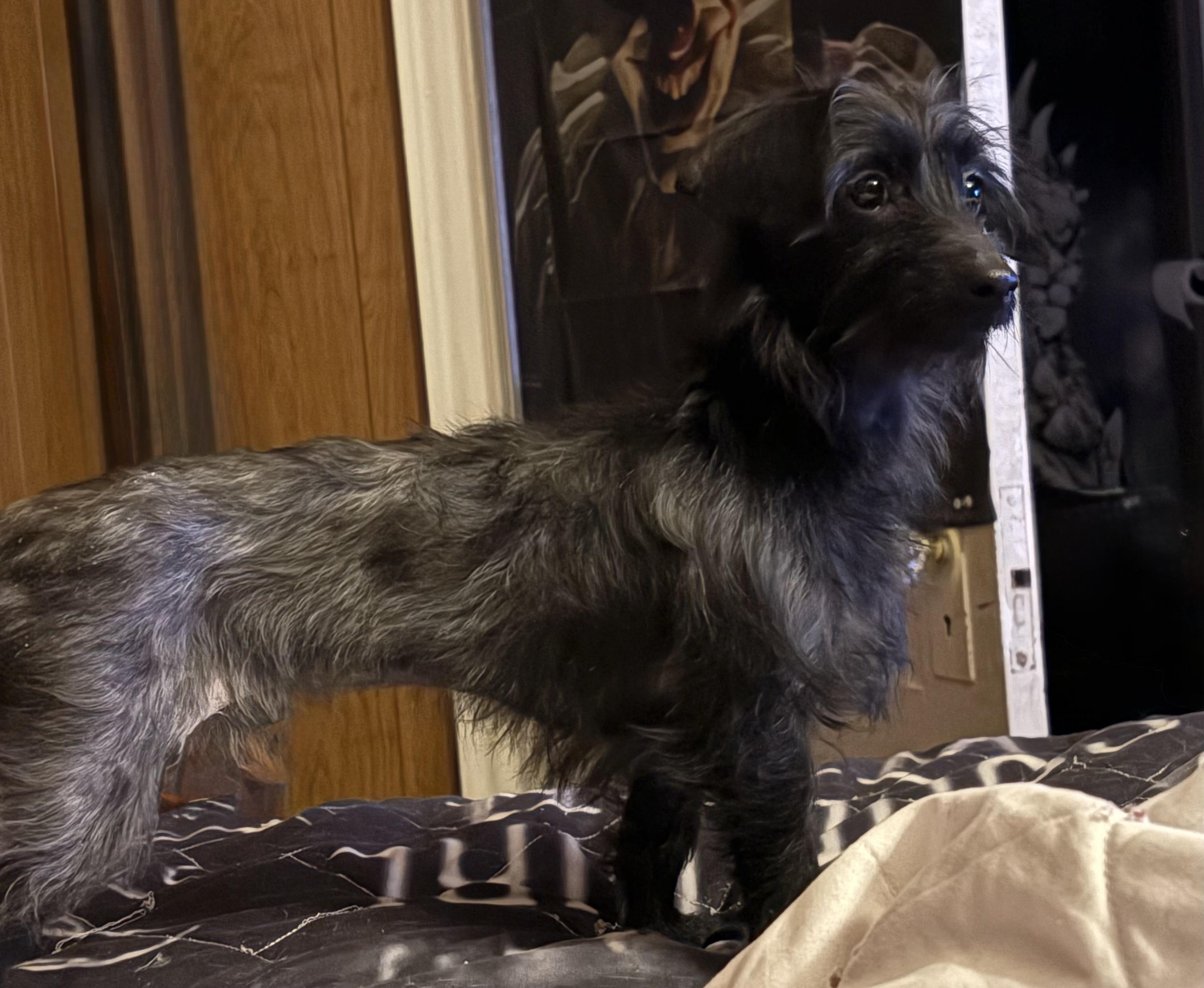 Flora, an adopted mixed breed in Pen Argyl, PA image 1/4