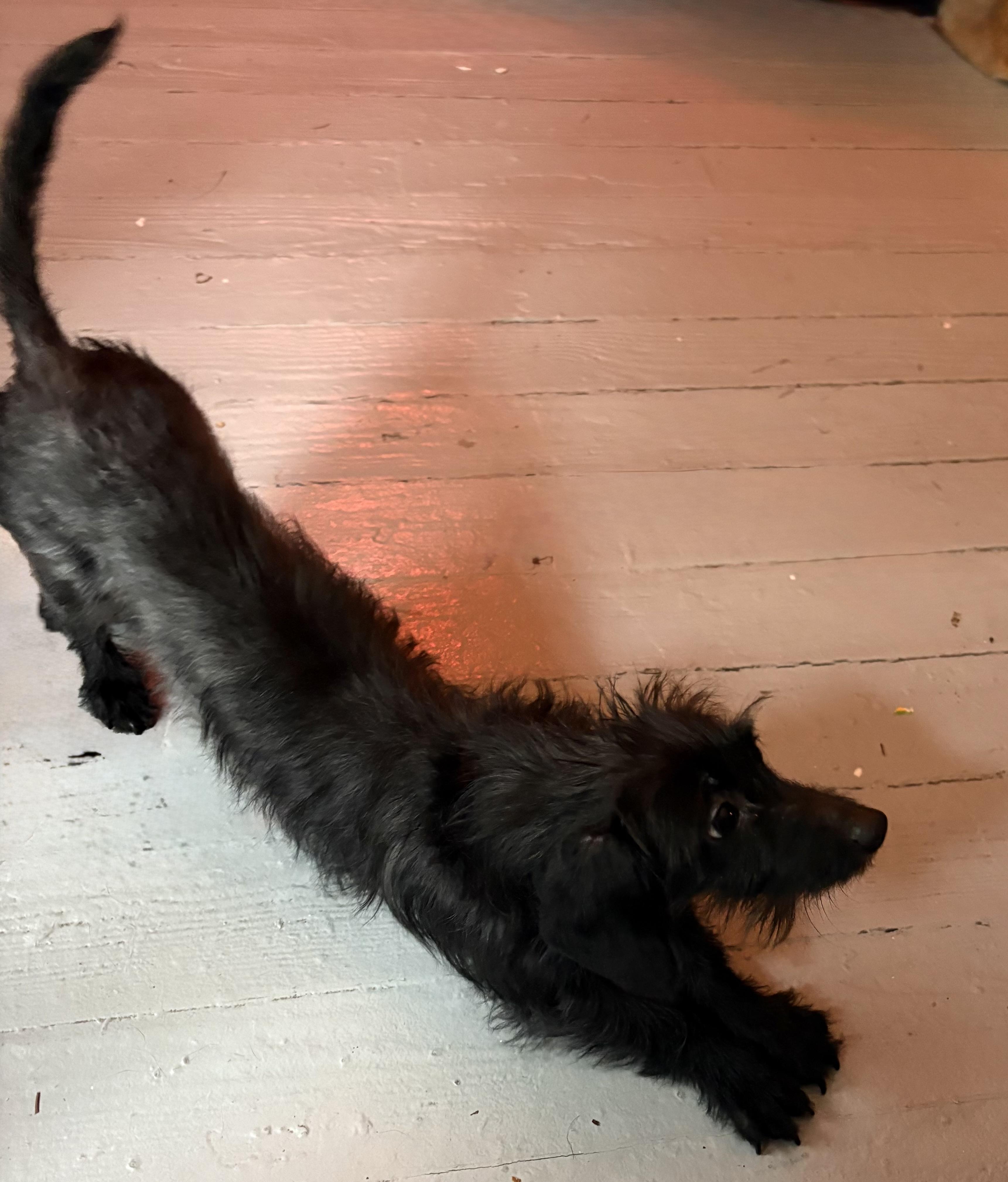 Flora, an adopted mixed breed in Pen Argyl, PA image 4/4