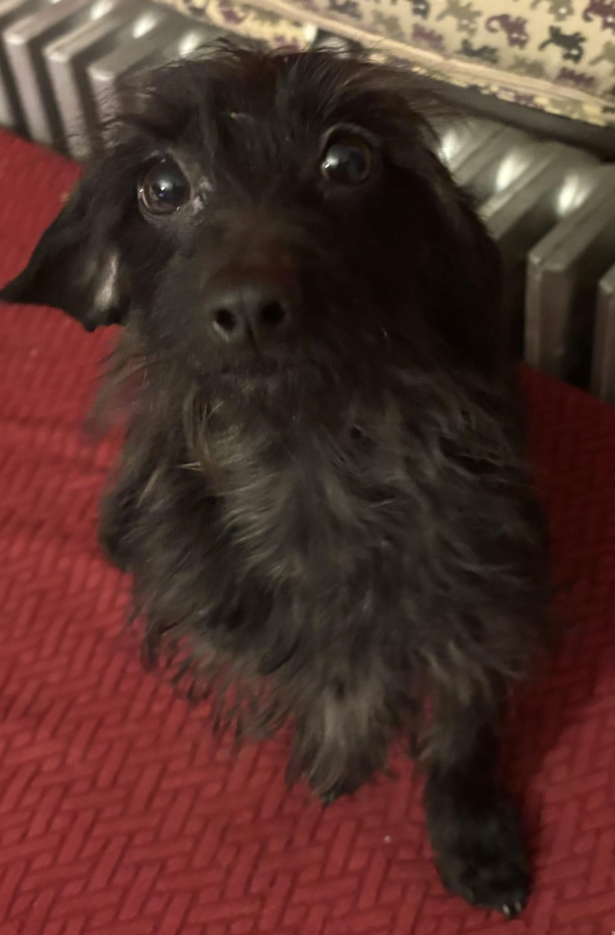 Flora, an adopted mixed breed in Pen Argyl, PA image 3/4