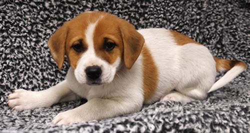 Enlarge Aurora, a Adoptable mixed breed in Thief River Falls, MN image 1/1