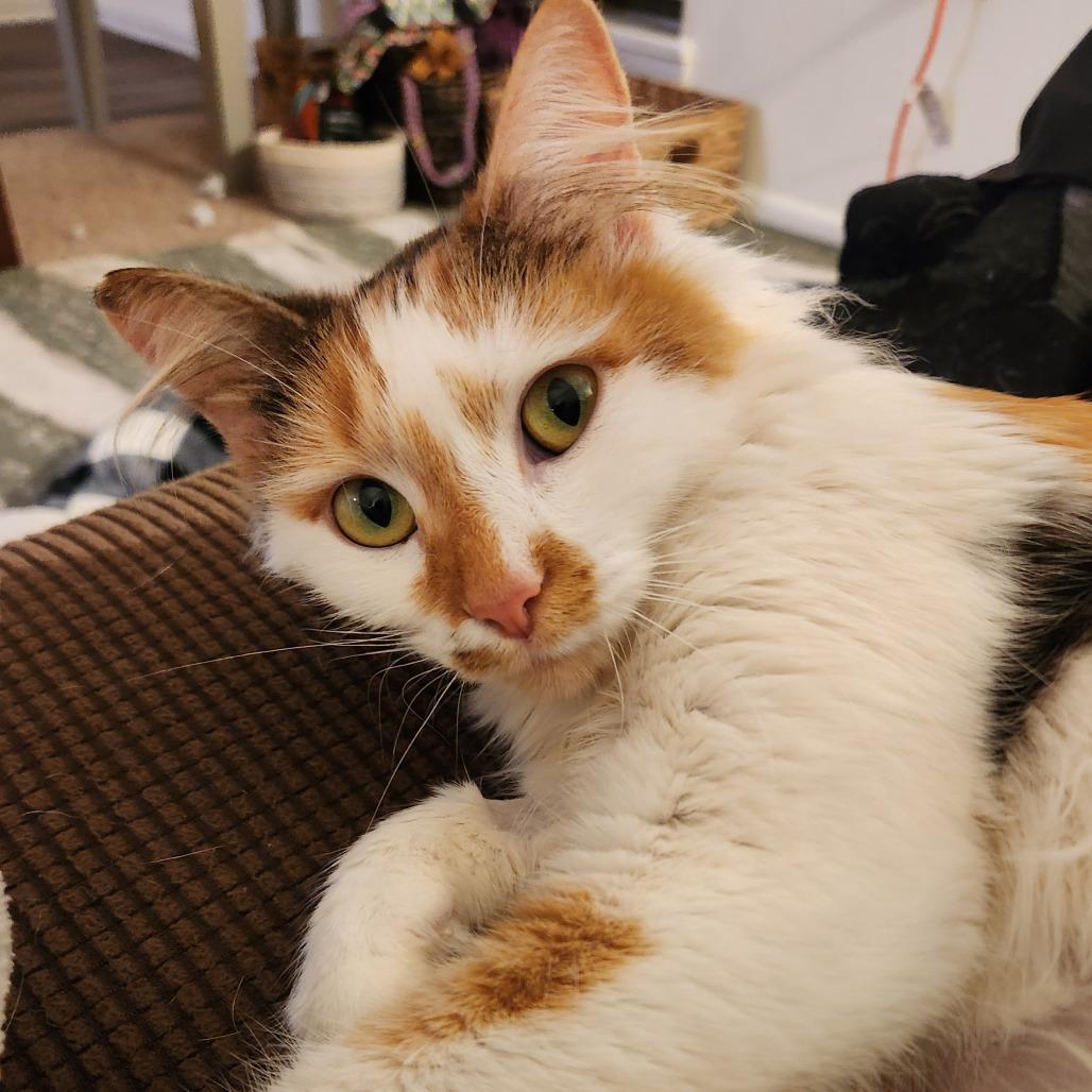 Enlarge Vivienne, a Adoptable Domestic Long Hair in Asheville, NC image 2/3