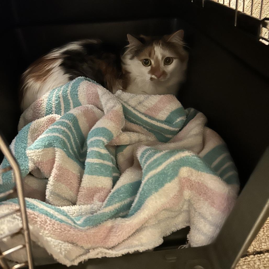 Enlarge Vivienne, a Adoptable Domestic Long Hair in Asheville, NC image 3/3