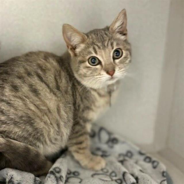 Enlarge FLUFF, a Adoptable Domestic Short Hair in Aurora, CO image 1/1