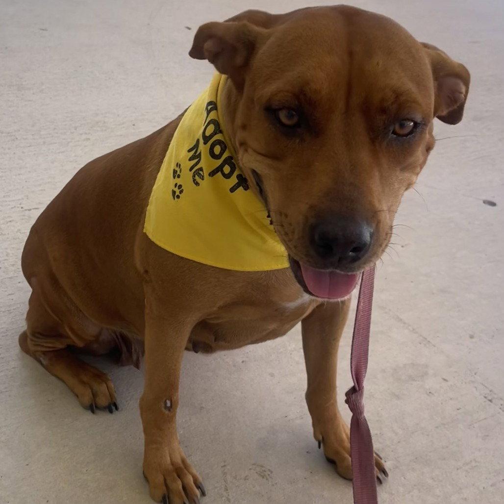 Molly, Adoptable, Young Female Hound.