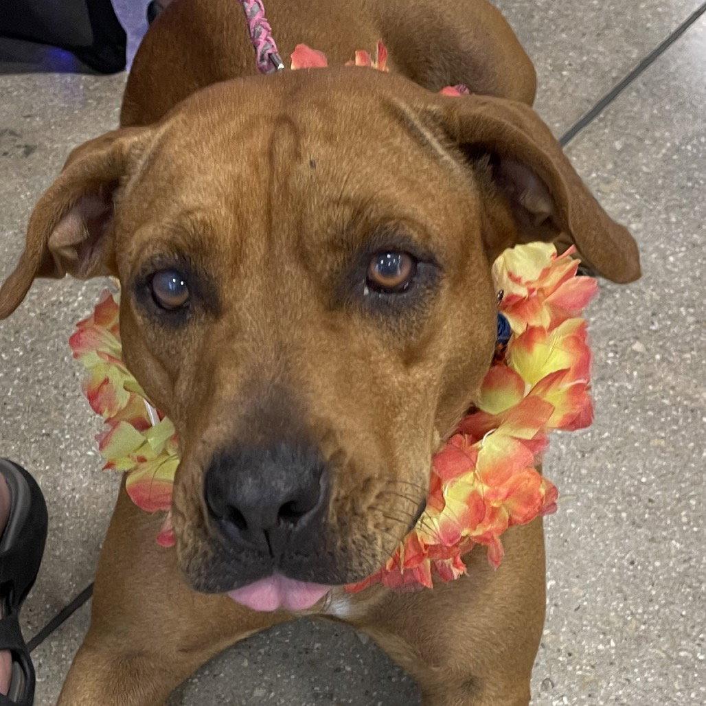 Enlarge Molly, a Adoptable Hound in Fort Pierce, FL image 2/3