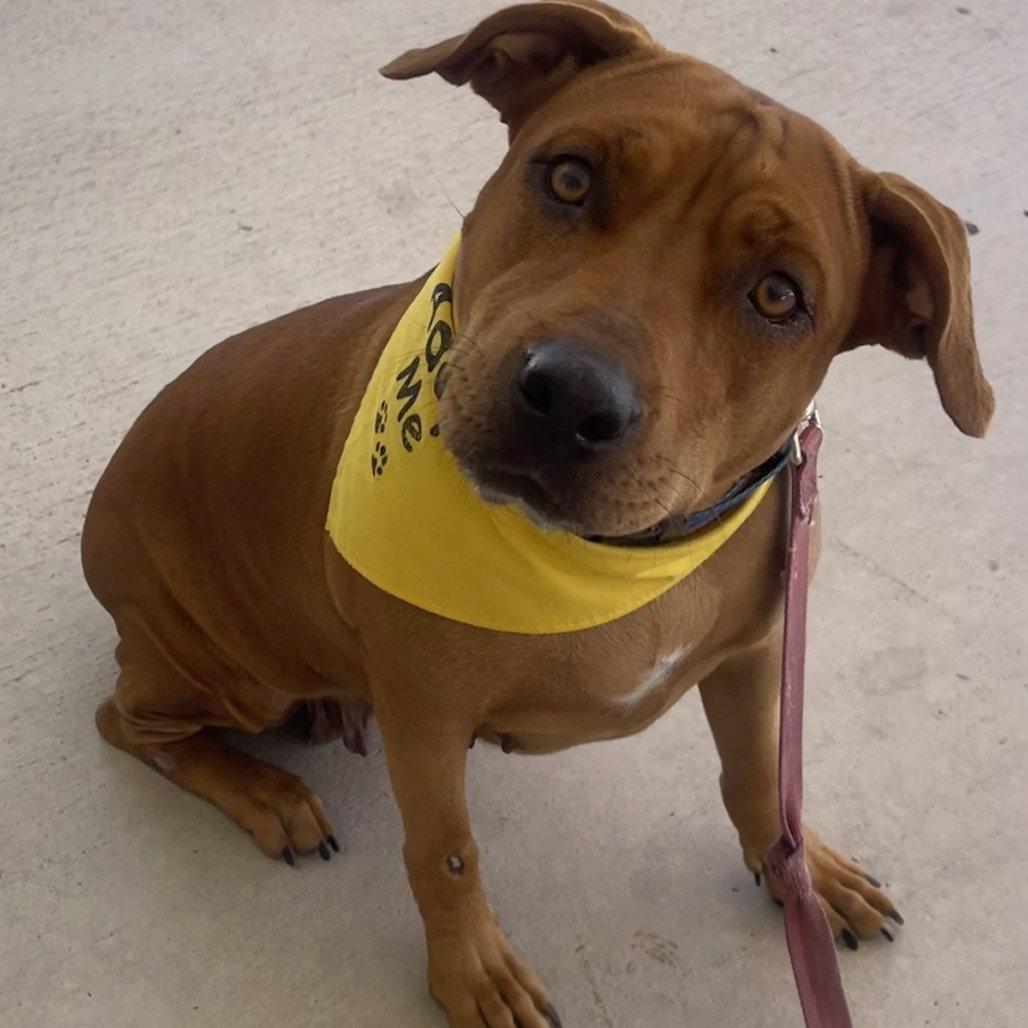 Enlarge Molly, a Adoptable Hound in Fort Pierce, FL image 3/3