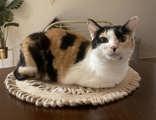 Enlarge Daisy, a Adoptable Domestic Short Hair in Toronto, ON image 5/5
