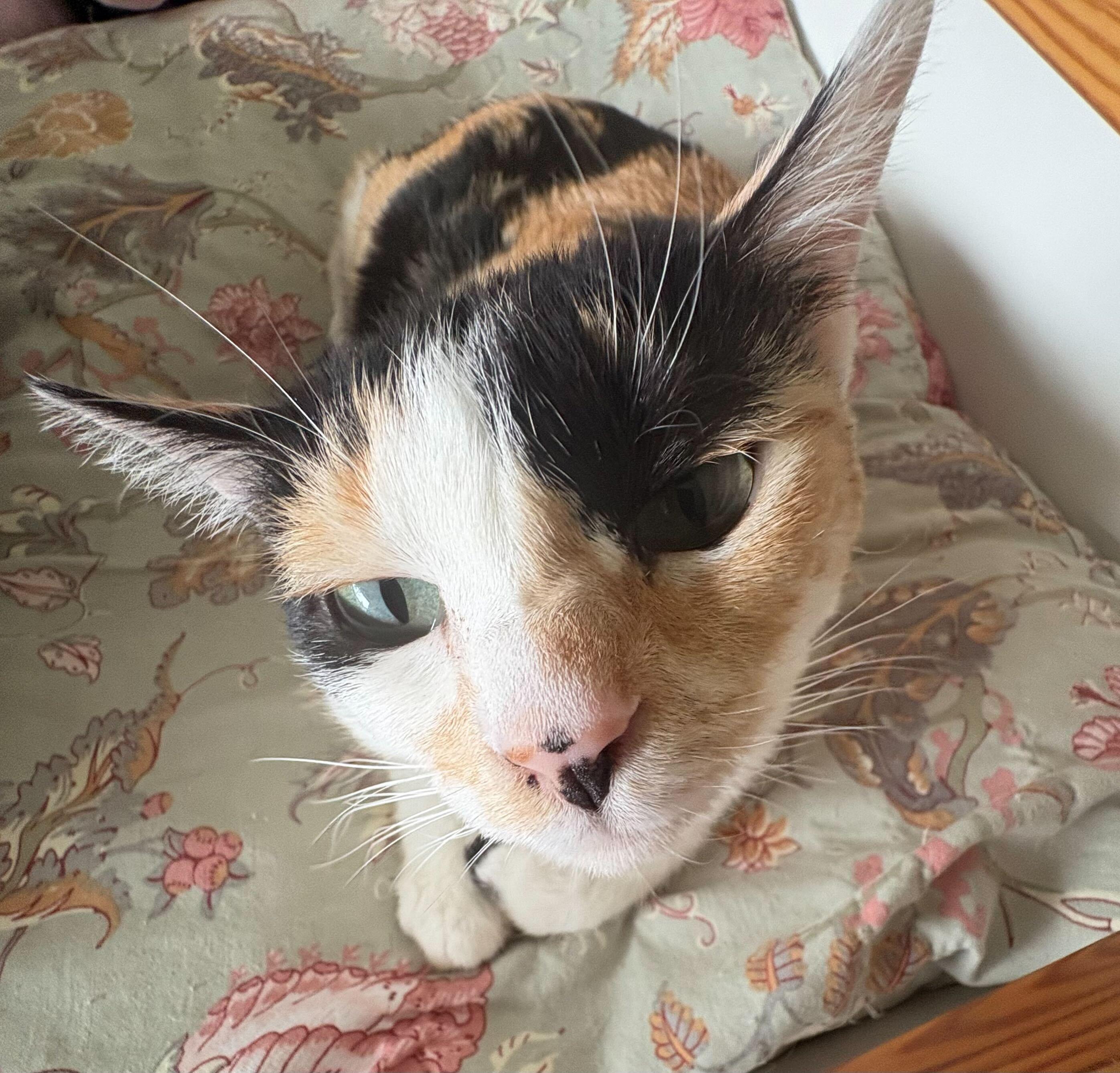 Enlarge Daisy, a Adoptable Domestic Short Hair in Toronto, ON image 3/5