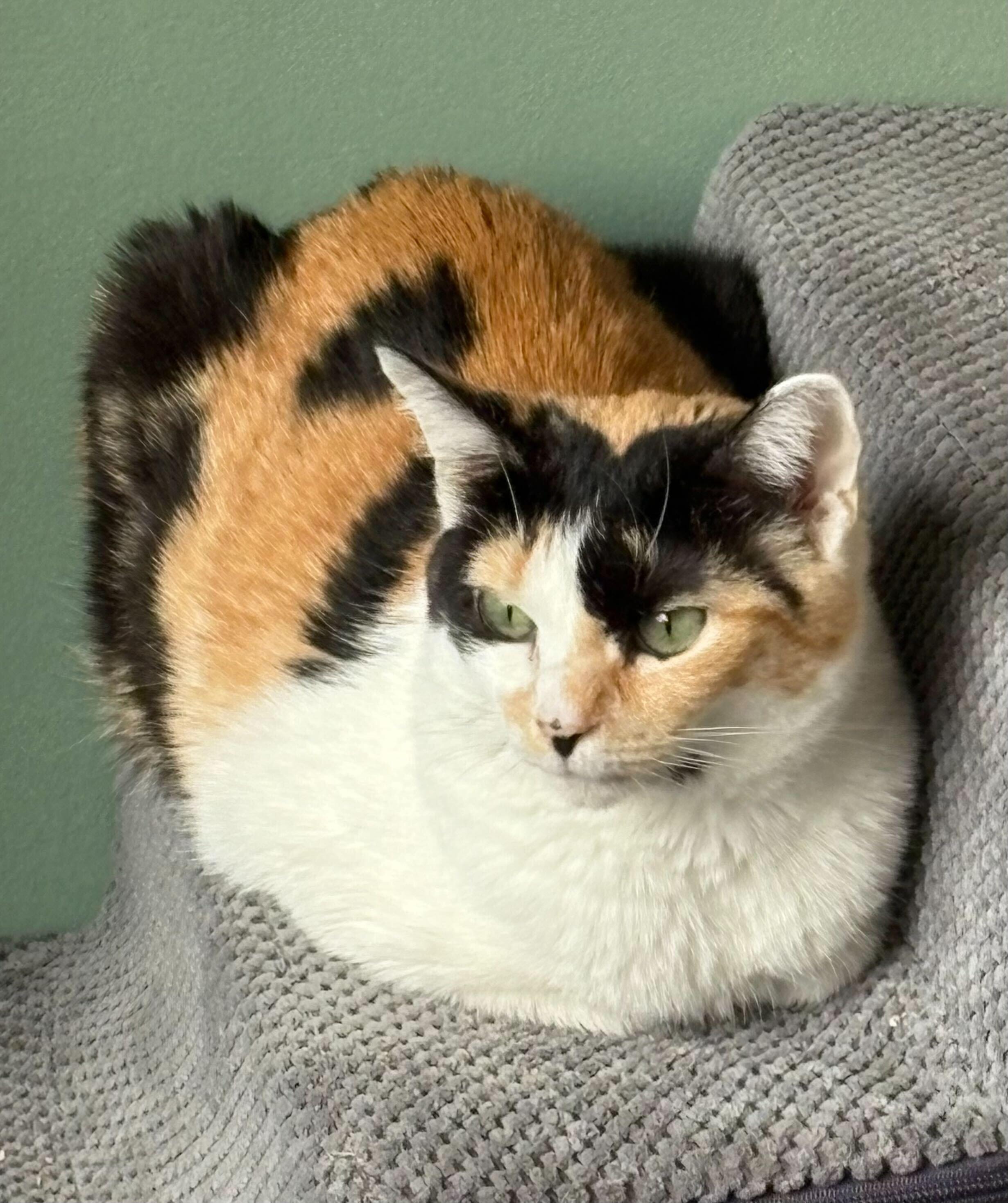 Daisy, Adoptable, Adult Female Domestic Short Hair.