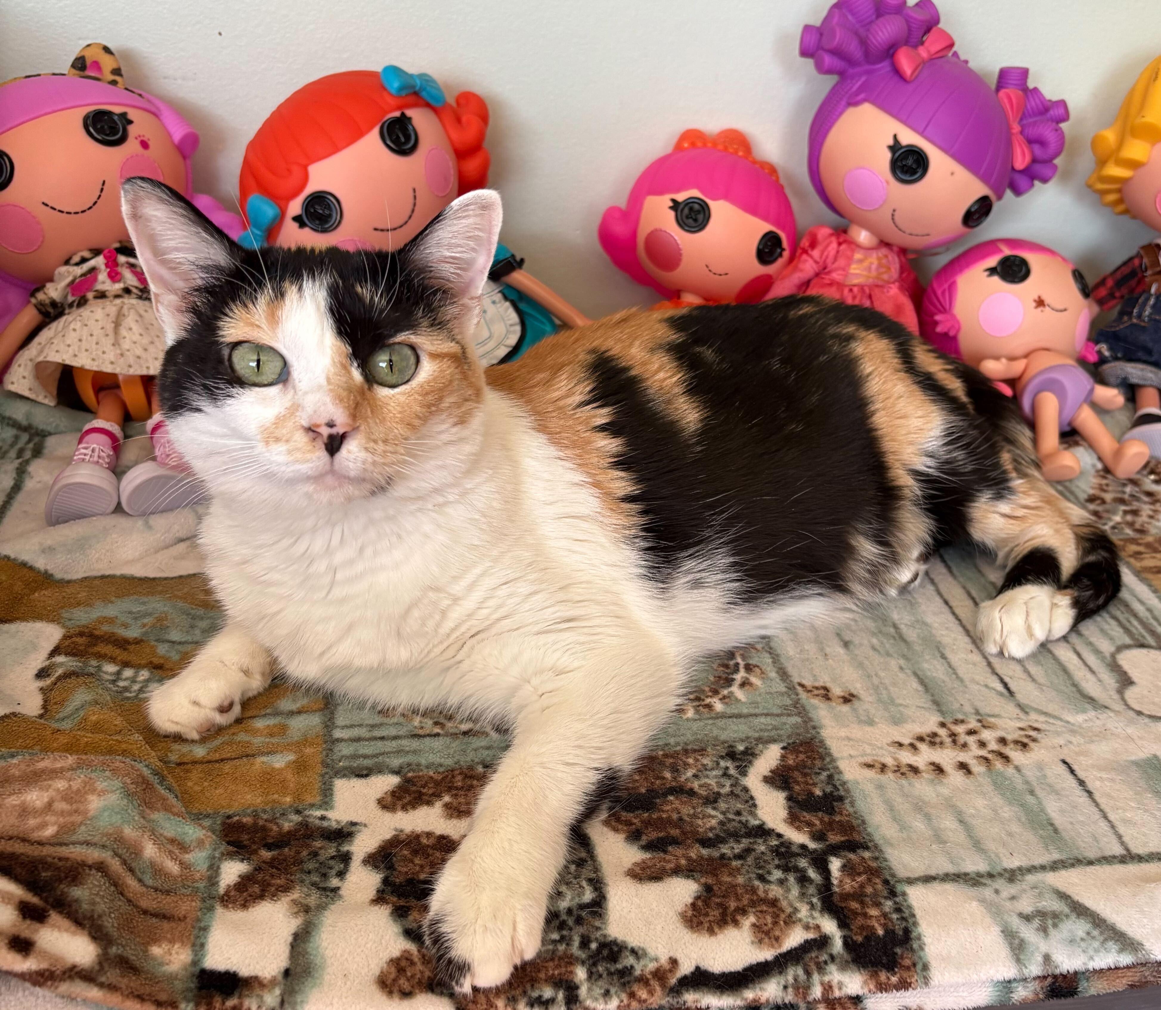 Enlarge Daisy, a Adoptable Domestic Short Hair in Toronto, ON image 4/5