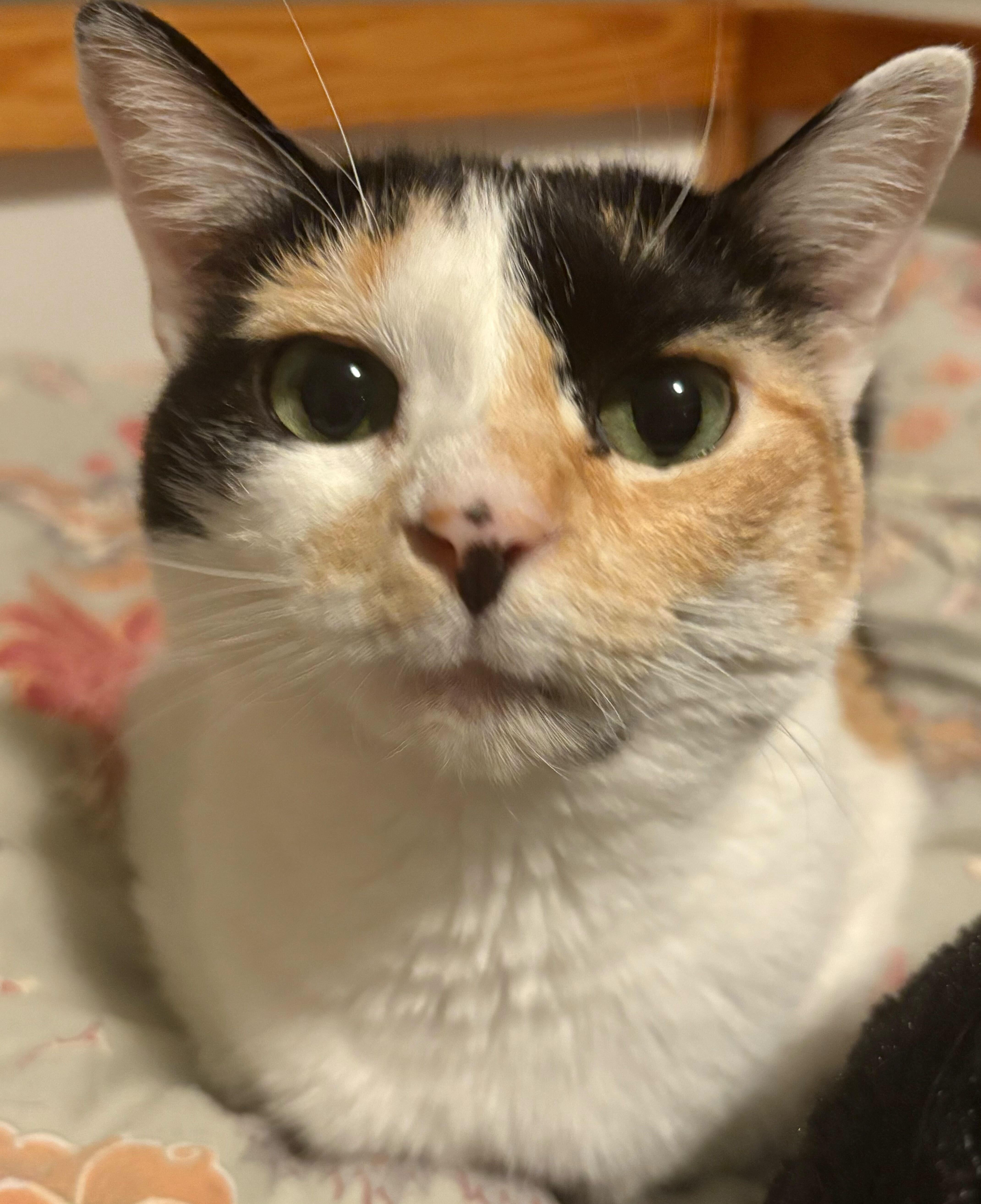 Enlarge Daisy, a Adoptable Domestic Short Hair in Toronto, ON image 2/5