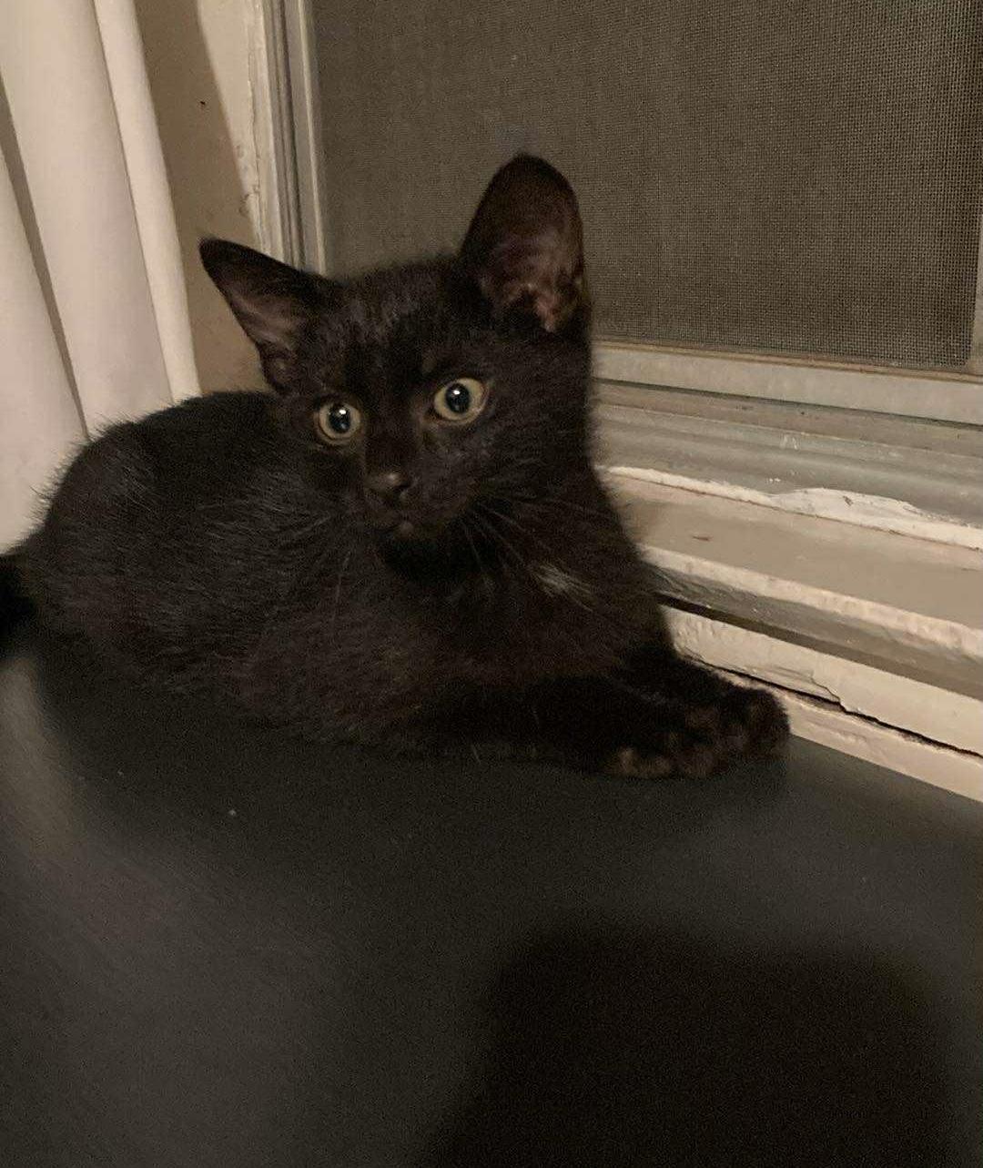 Black kittens, Young Male unknown