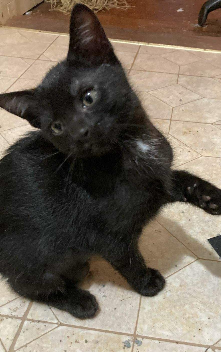 Black kittens photo 3