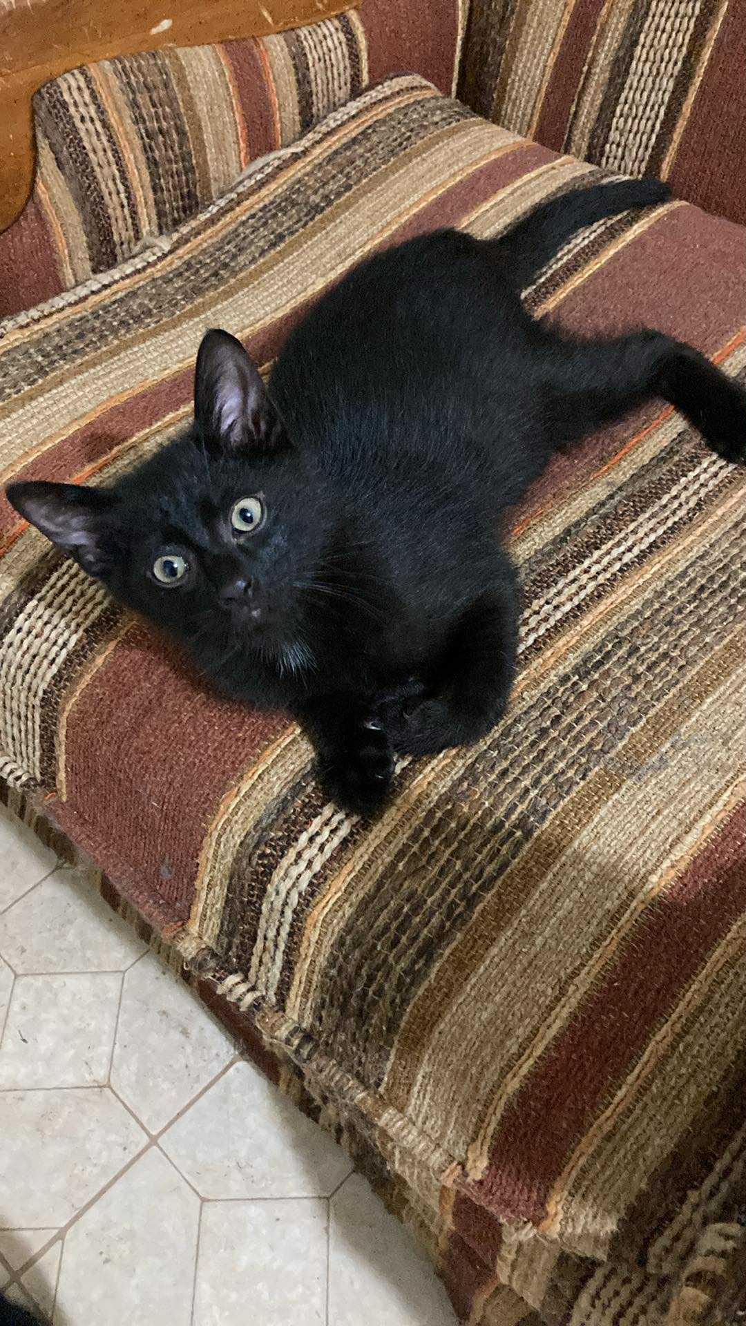 Black kittens photo 2