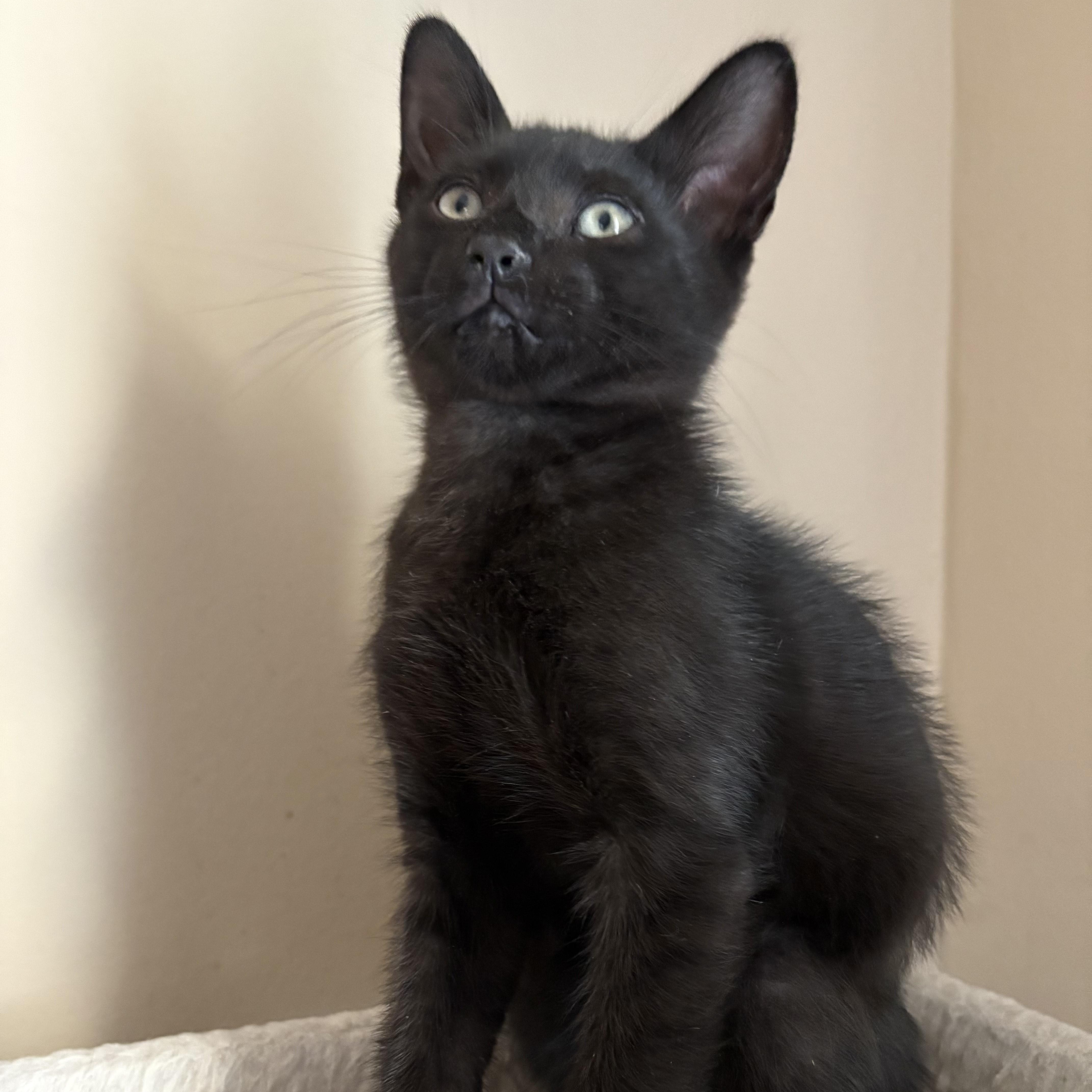 Bobby, Adoptable, Kitten Male Domestic Short Hair.
