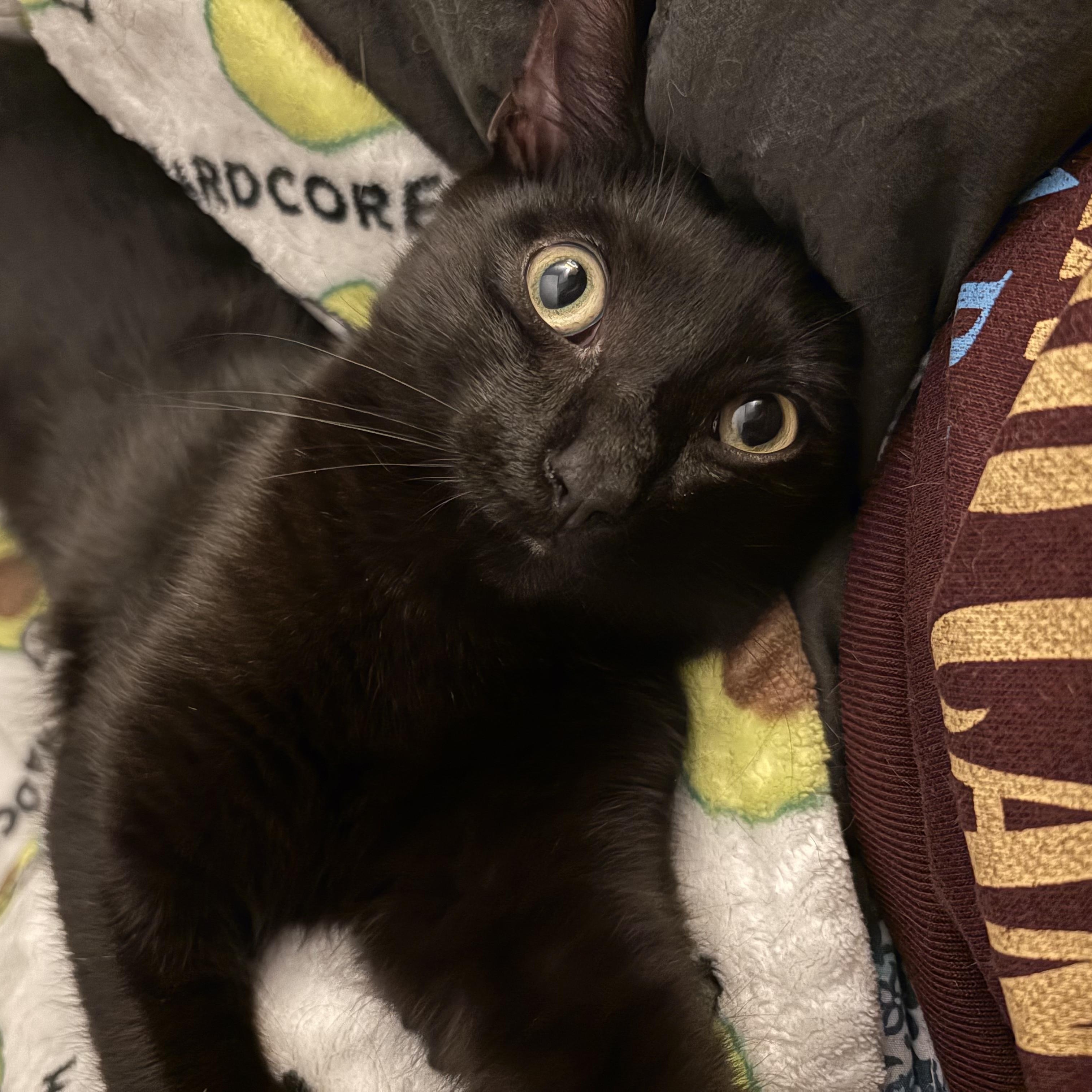 Enlarge Bobby, a Adoptable Domestic Short Hair in Sewell, NJ image 2/4