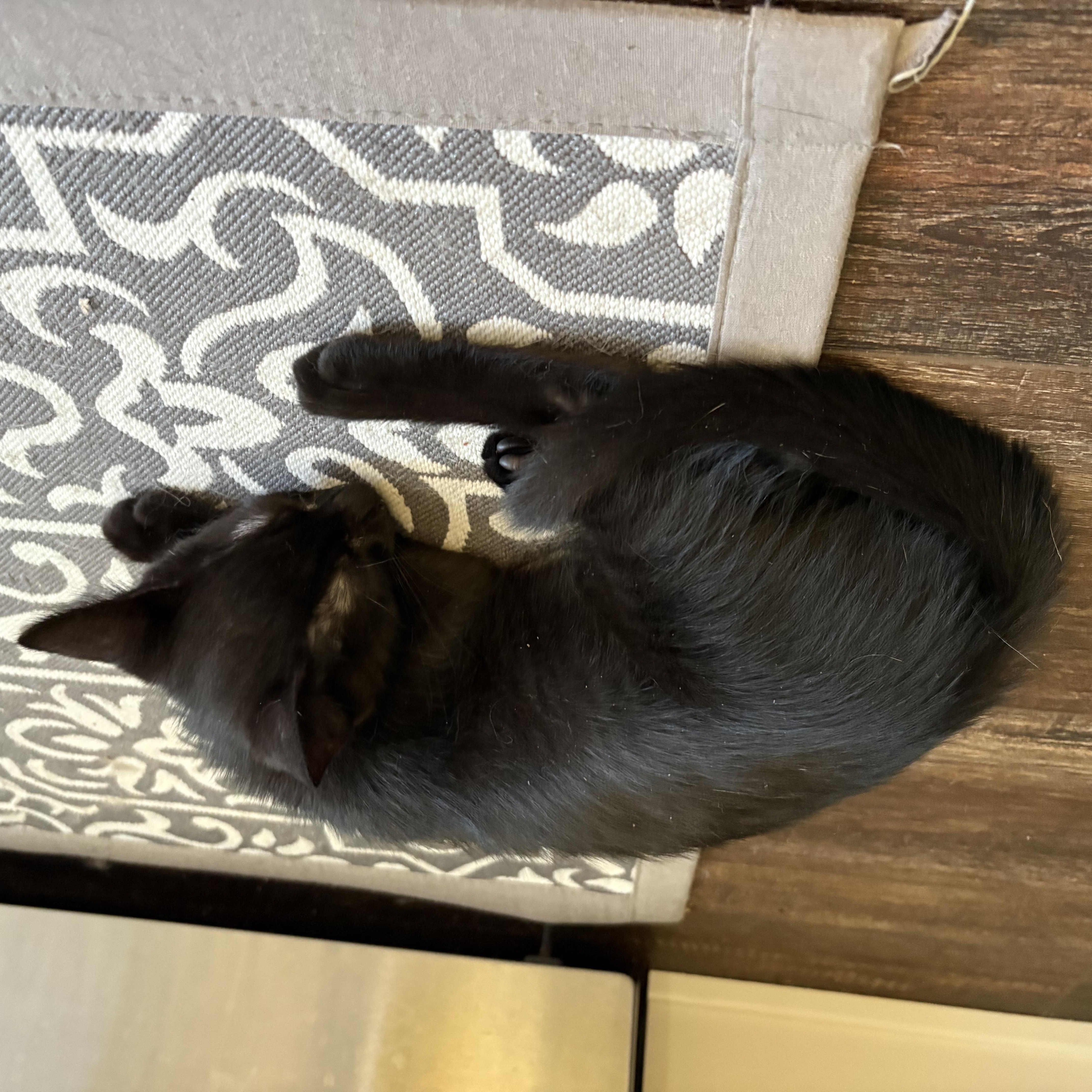 Enlarge Bobby, a Adoptable Domestic Short Hair in Sewell, NJ image 4/4