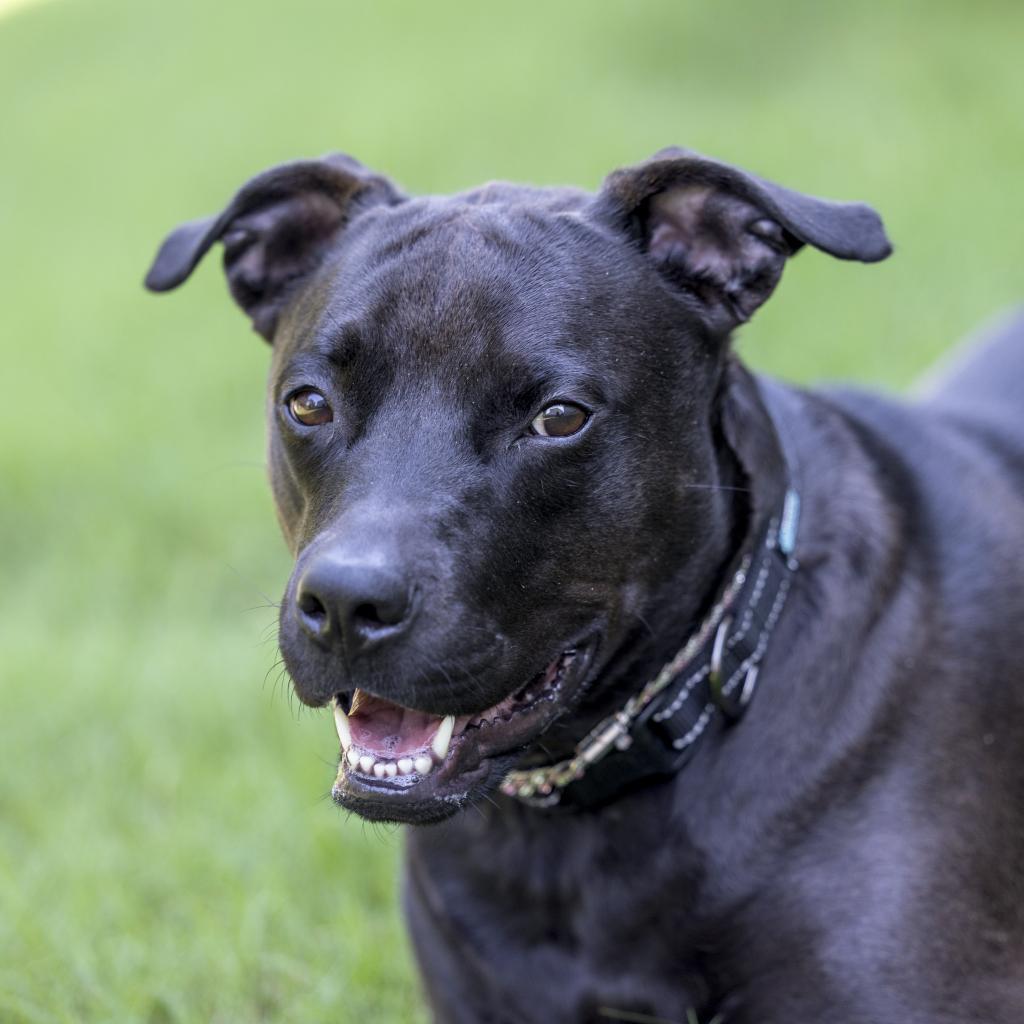 Beauty, Adoptable, Adult Female Mixed Breed.