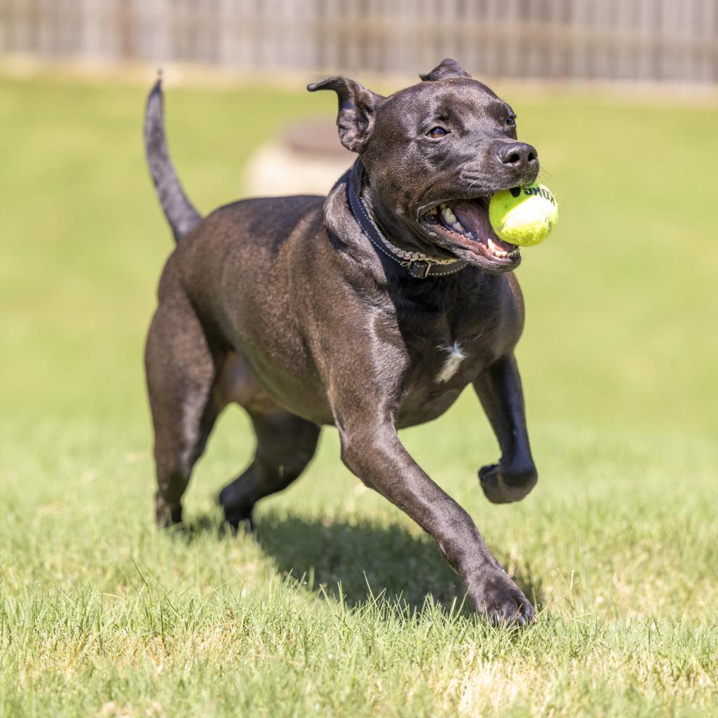 Beauty, a Adoptable Mixed Breed in Durham, NC image 2/6