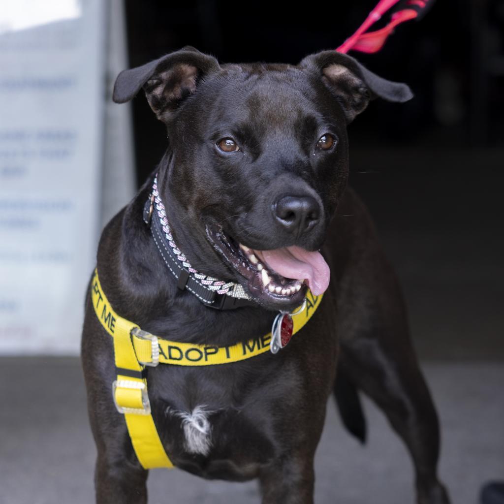 Beauty, a Adoptable Mixed Breed in Durham, NC image 4/6
