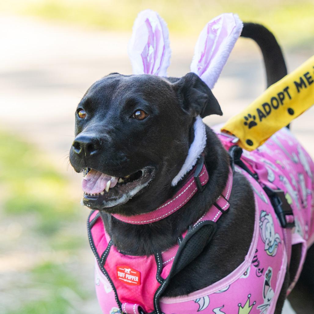 Enlarge Beauty, a Adoptable Mixed Breed in Durham, NC image 4/6