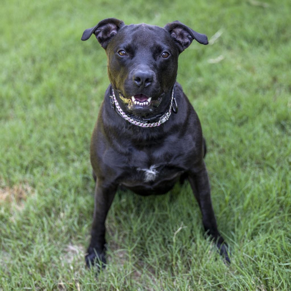 Beauty, a Adoptable Mixed Breed in Durham, NC image 5/6