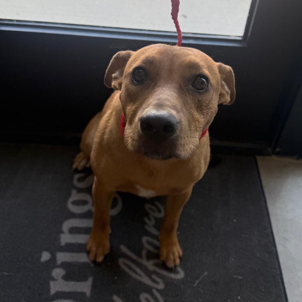 Enlarge Amy, a Adoptable Mixed Breed in Sand Springs, OK image 1/5