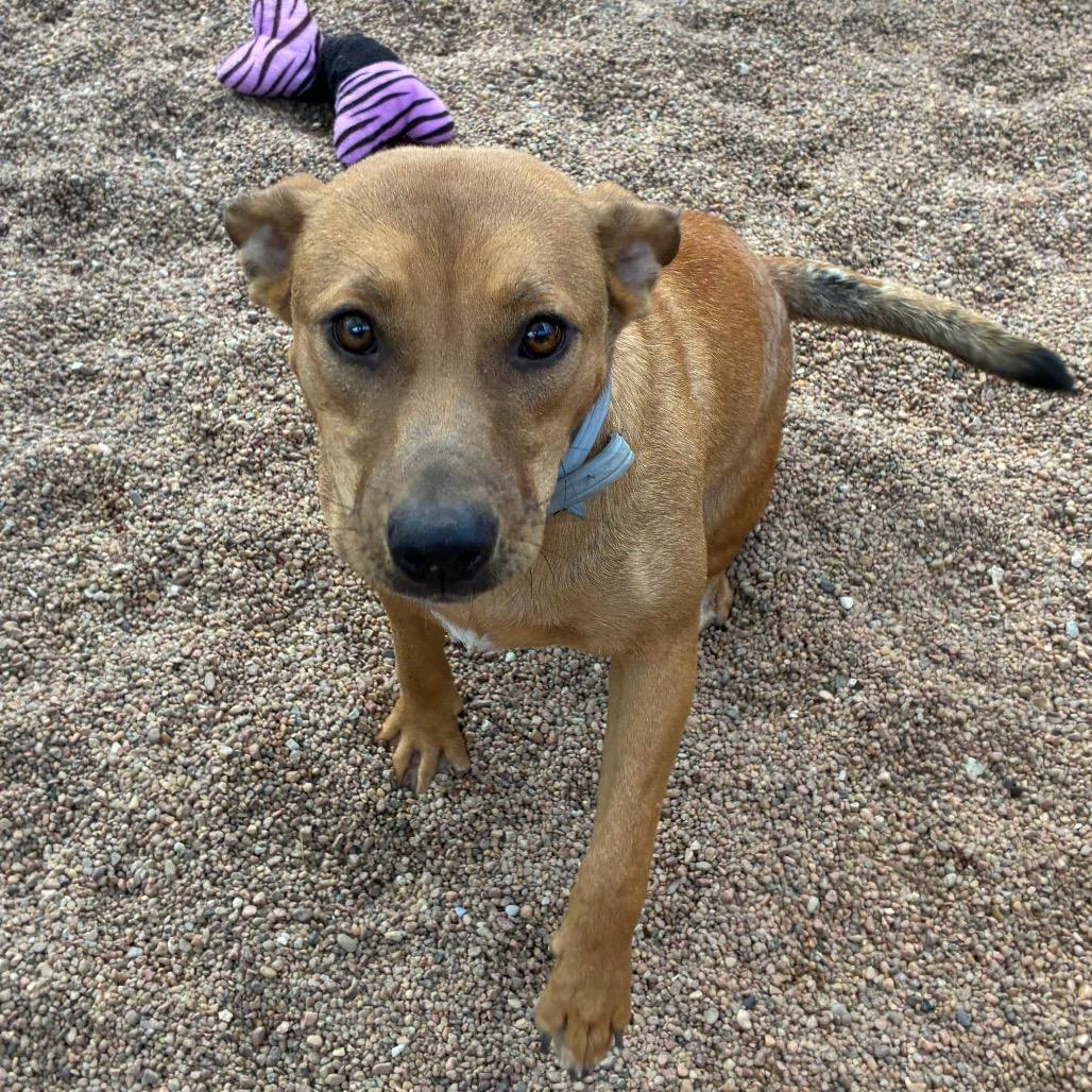 Enlarge Amy, a Adoptable Mixed Breed in Sand Springs, OK image 2/5