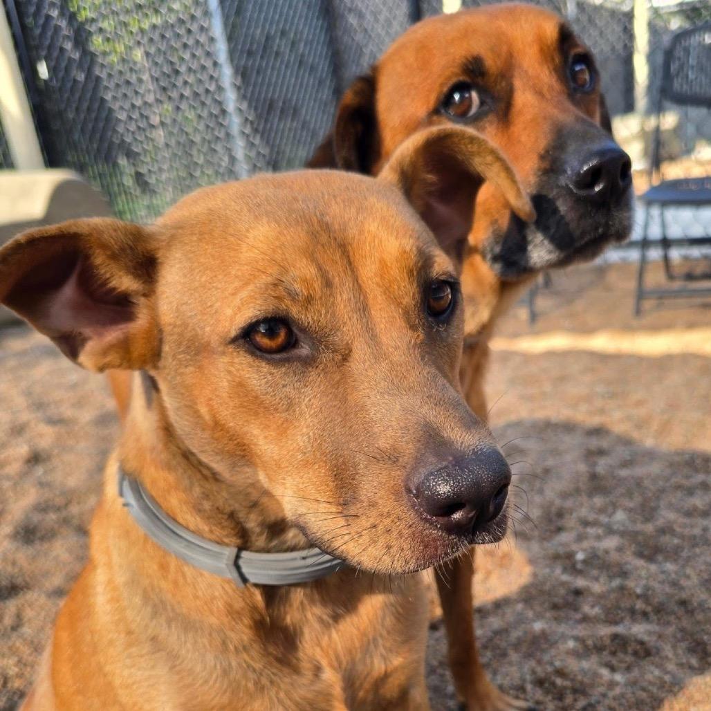 Enlarge Amy, a Adoptable Mixed Breed in Sand Springs, OK image 3/5