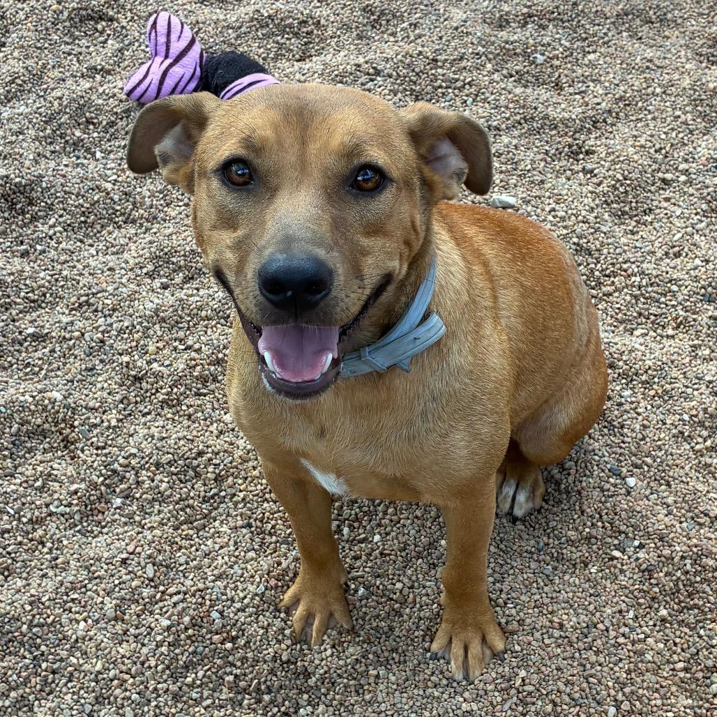 Enlarge Amy, a Adoptable Mixed Breed in Sand Springs, OK image 4/5