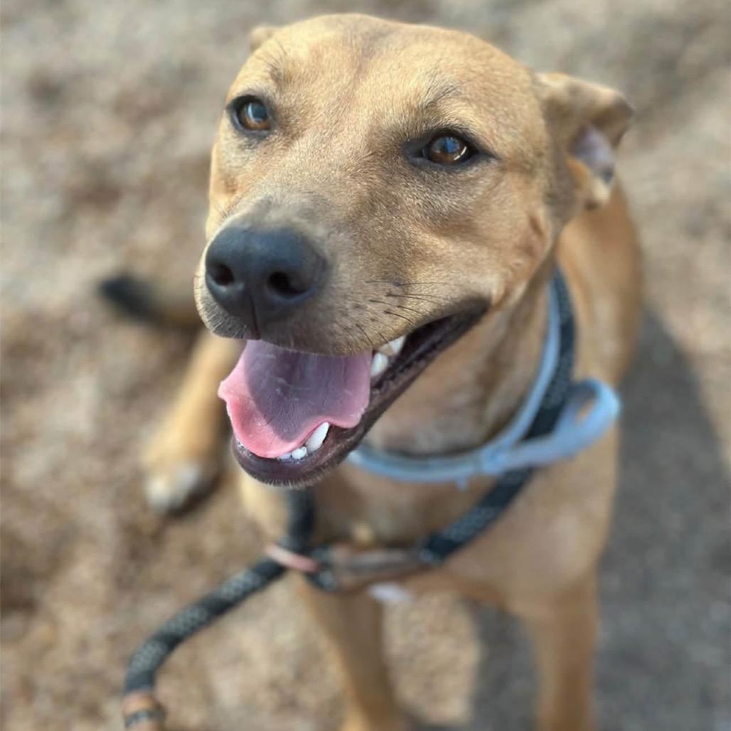 Enlarge Amy, a Adoptable Mixed Breed in Sand Springs, OK image 5/5