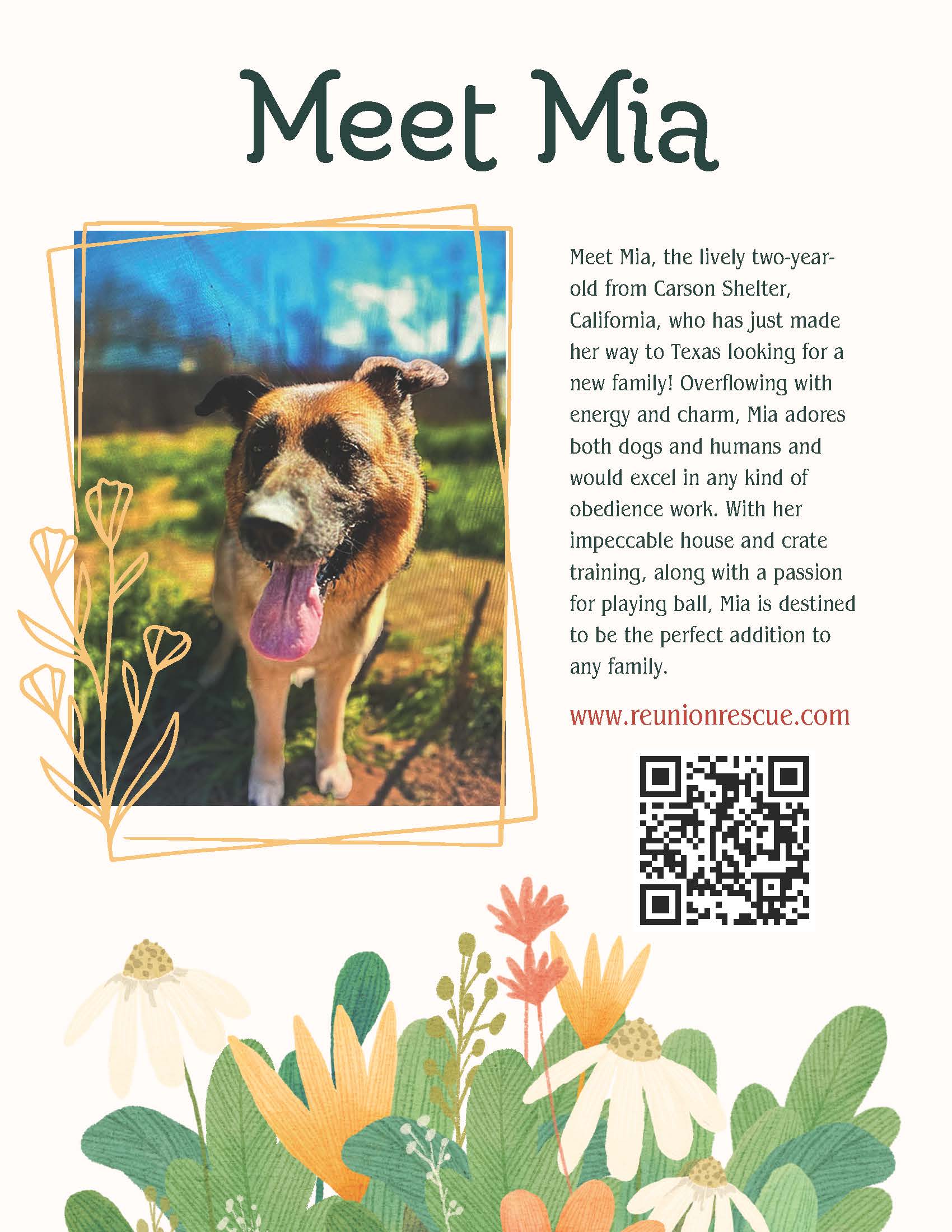 Enlarge Mia, a Adoptable German Shepherd Dog in Austin, TX image 1/1