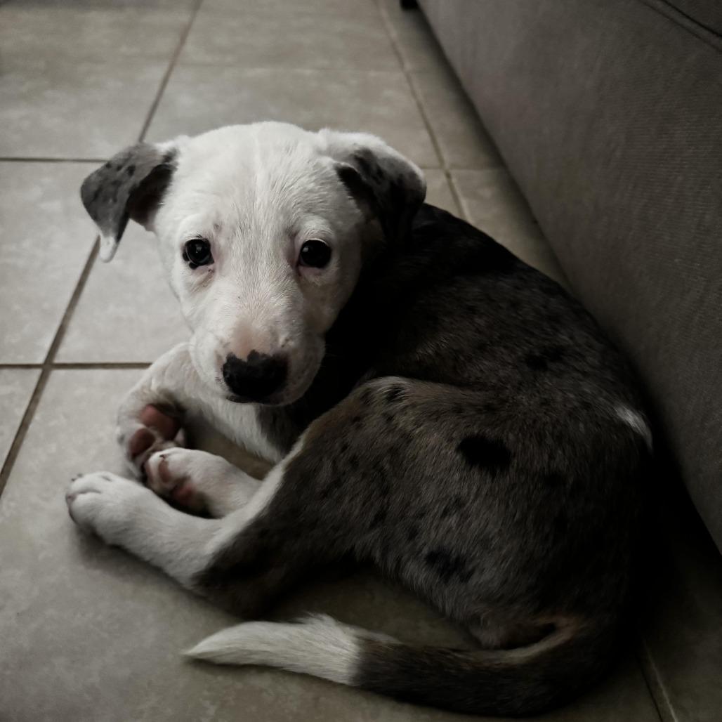 Olive, Adoptable, Puppy Female Boxer & Pit Bull Terrier.