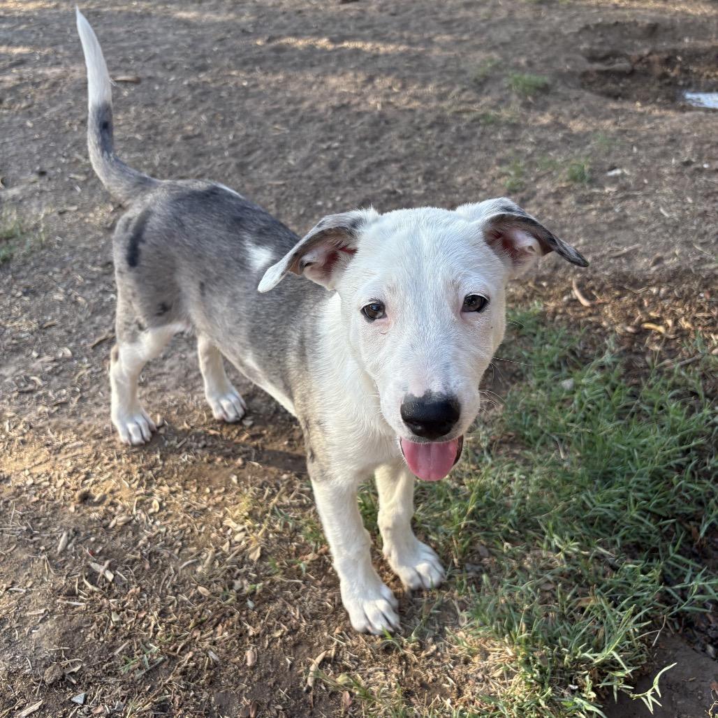 Olive, a Adoptable mixed breed in Oceanside, CA image 2/4