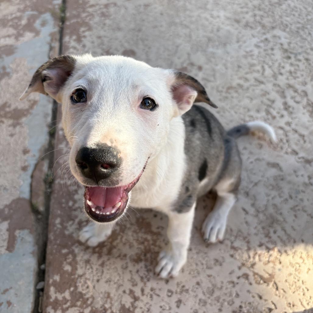 Olive, a Adoptable mixed breed in Oceanside, CA image 3/4