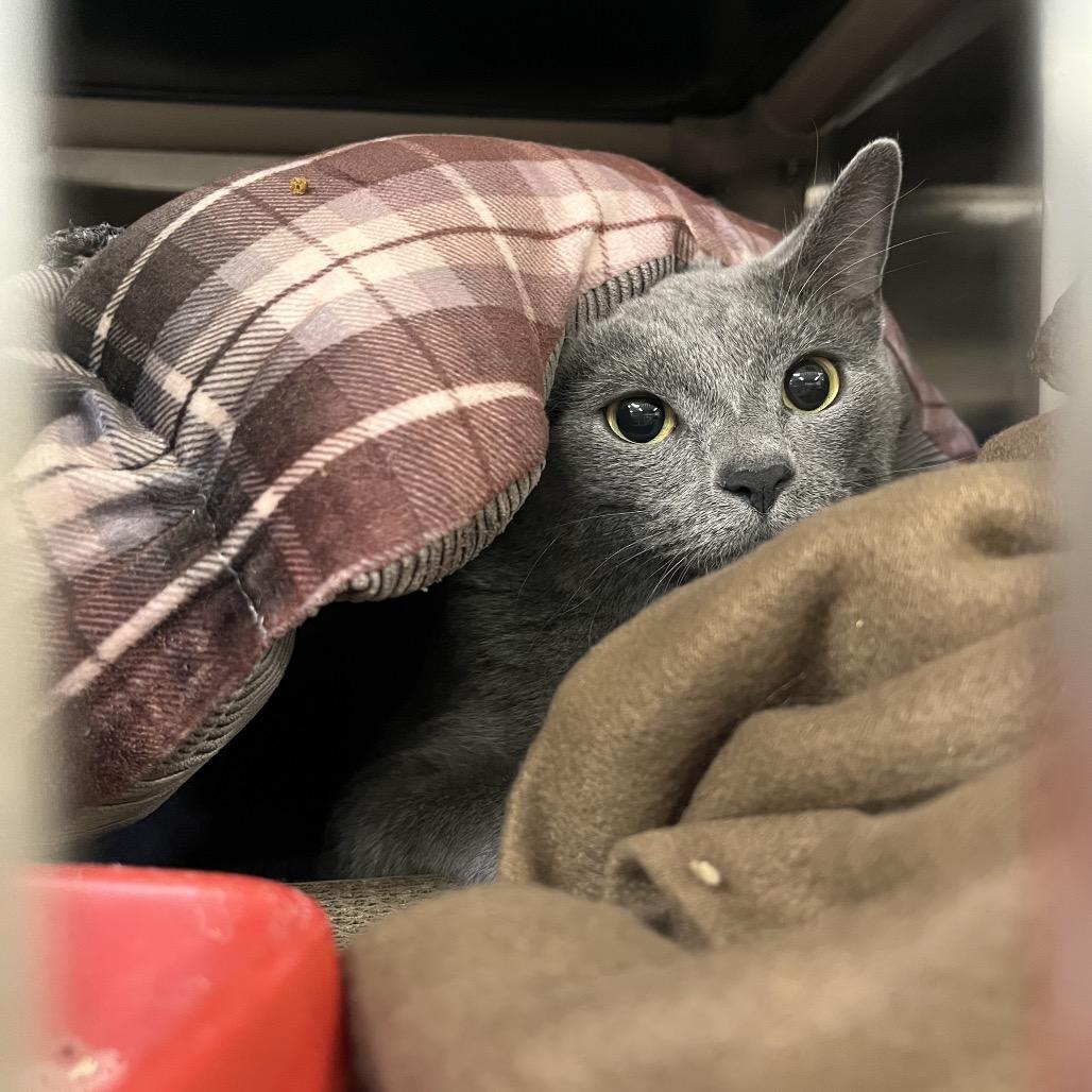 Frosted Flakes, Adoptable, Adult Male Domestic Short Hair.