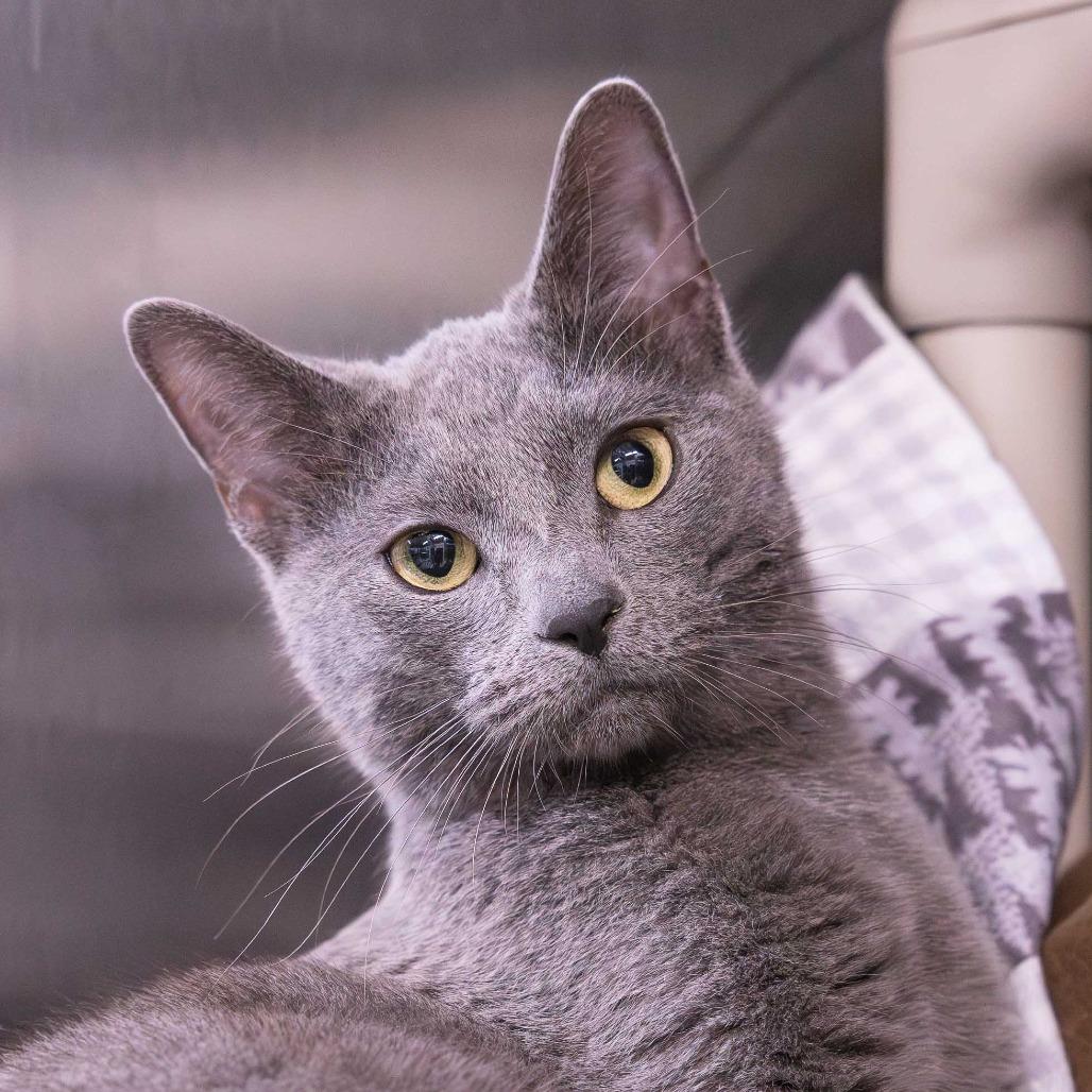 Enlarge Frosted Flakes, a Adoptable Domestic Short Hair in Mentor, OH image 2/3