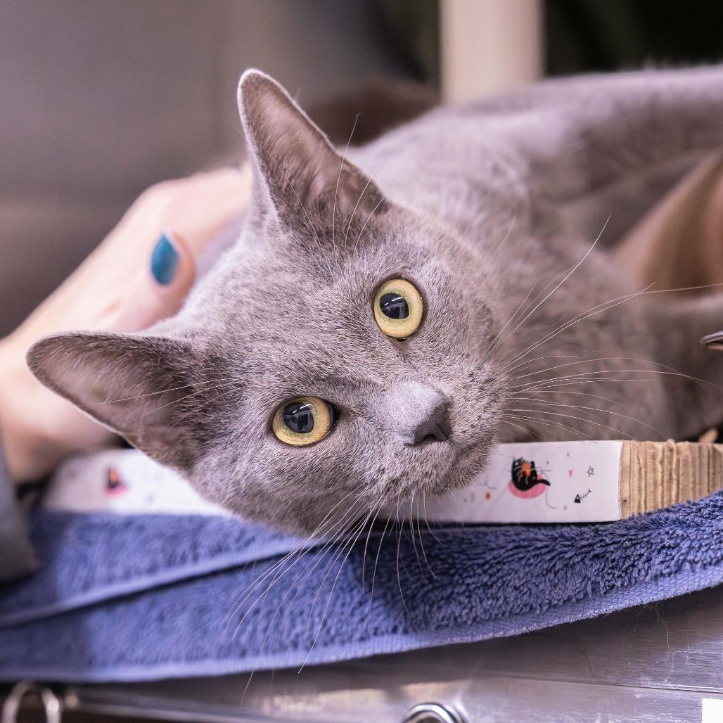 Enlarge Frosted Flakes, a Adoptable Domestic Short Hair in Mentor, OH image 3/3