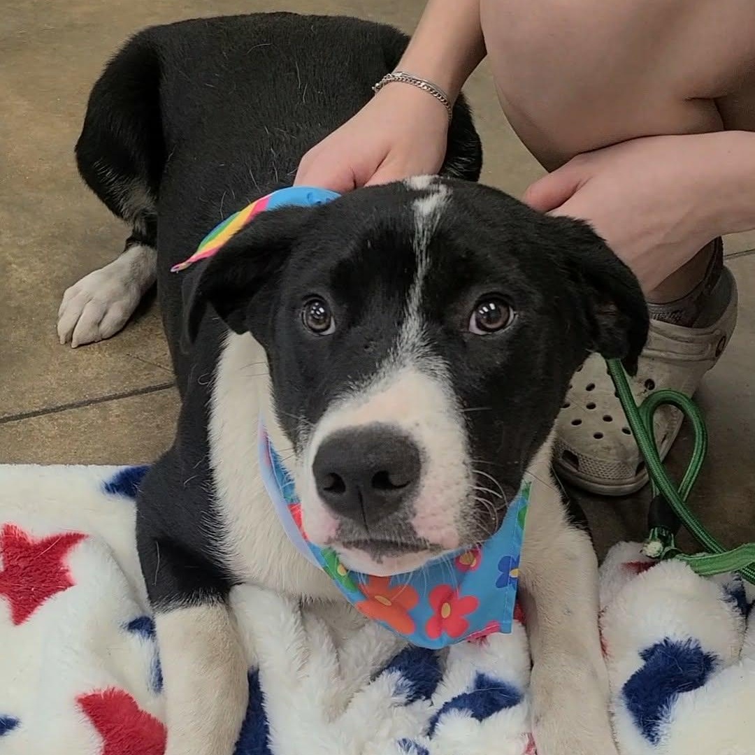 Lemon, a ADOPTABLE mixed breed in Woolwich, ME image 2/4