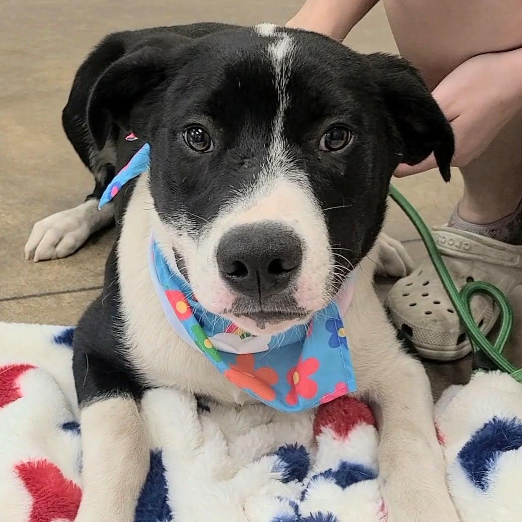 Lemon, a ADOPTABLE mixed breed in Woolwich, ME image 3/4