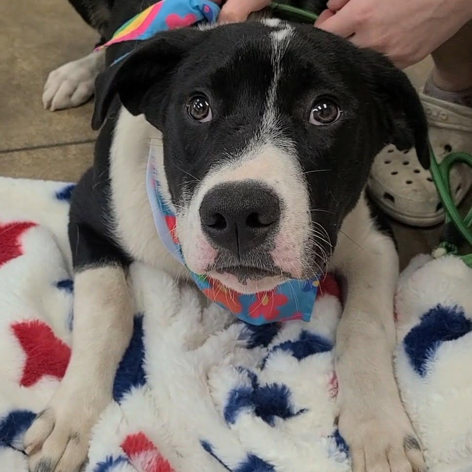 Lemon, ADOPTABLE, Young Male Border Collie.