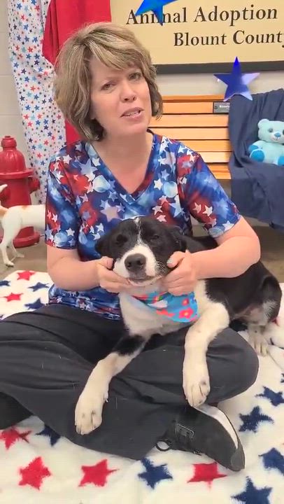 Enlarge Lemon, a ADOPTABLE mixed breed in Woolwich, ME video 4/4