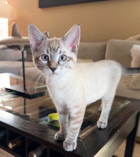 Dove (Finch), adopted, Kitten Female Siamese.