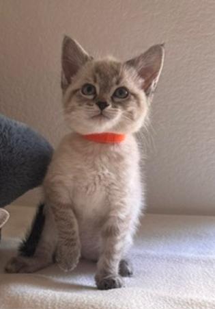 Dove (Finch), an adopted Siamese in Davis, CA image 2/3