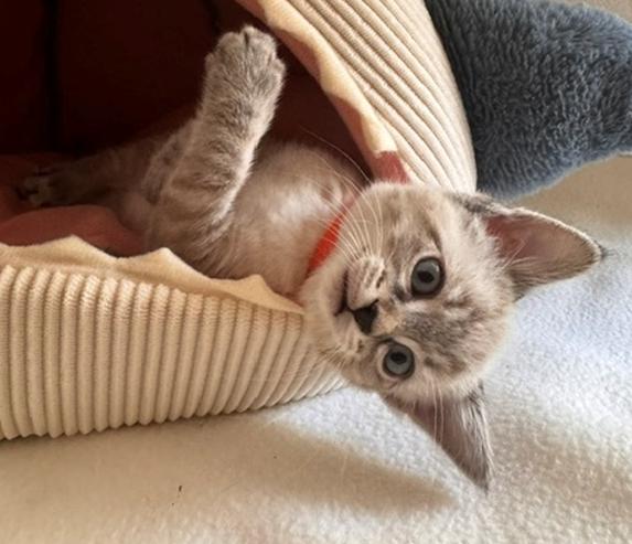 Dove (Finch), an adopted Siamese in Davis, CA image 3/3
