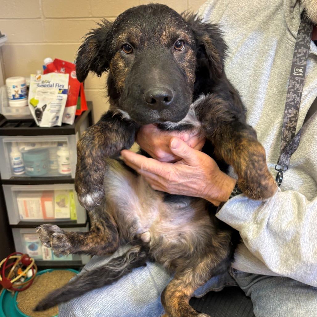 Enlarge Tate, a Adoptable mixed breed in Chehalis, WA image 1/2