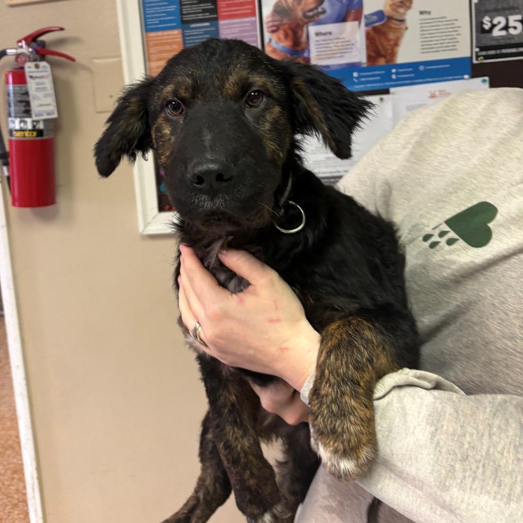 Enlarge Tate, a Adoptable mixed breed in Chehalis, WA image 2/2