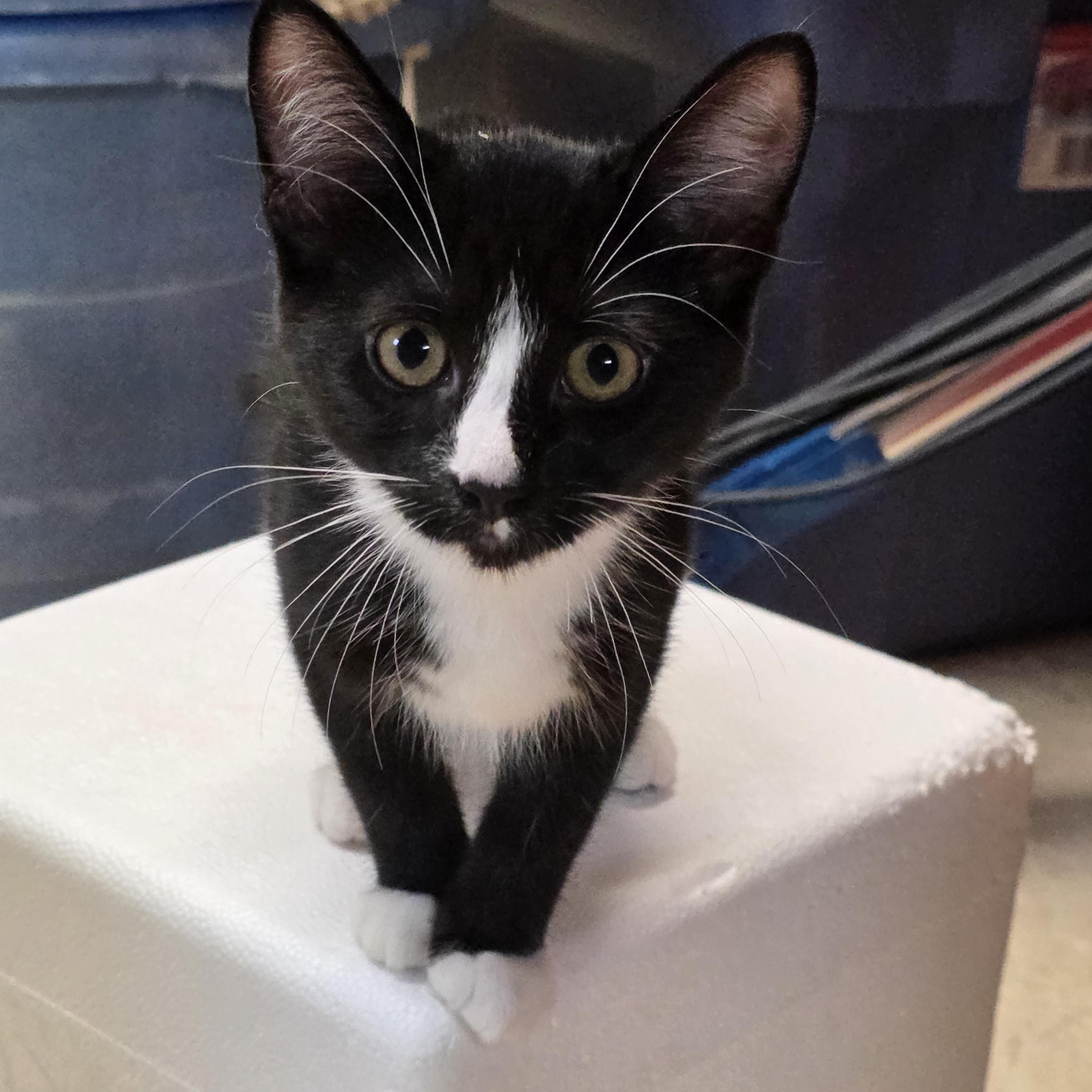 Blaze, Adoptable, Kitten Male Domestic Short Hair.