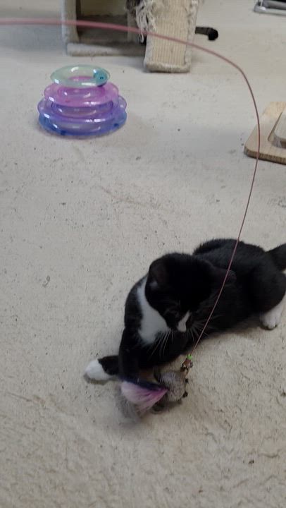 Enlarge Blaze, a Adoptable Domestic Short Hair in Johnson City, NY video 2/2