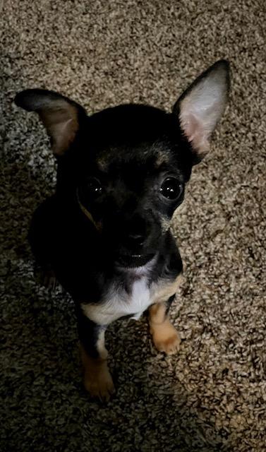 Bristol, adopted, Young Female Chihuahua.